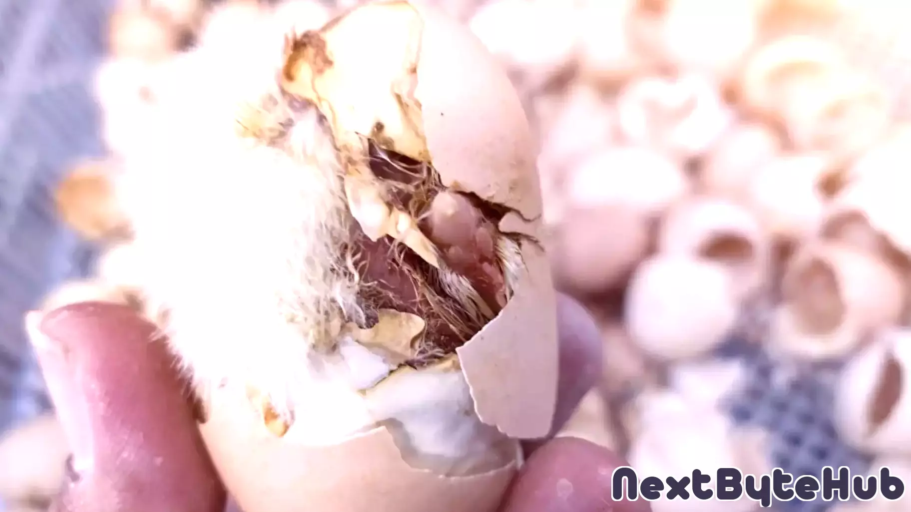 Artificial eggshell technology could help bring extinct birds back to life