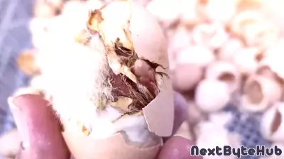 Artificial eggshell technology could help bring extinct birds back to life