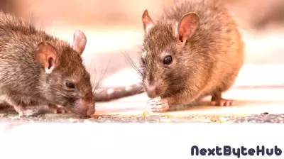 Boston Implements Innovative Solutions to Combat Rat Infestations