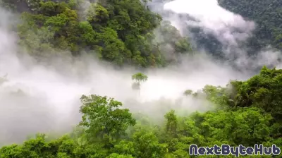 Innovative Technology Transforms Global Efforts Against Deforestation